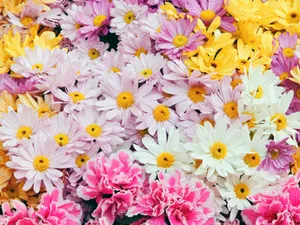 鲜花特写 第三辑_12