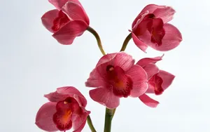 鲜花特写 第二辑_2