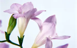 鲜花特写 第二辑_3