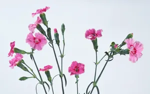 鲜花特写 第二辑_4
