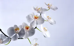 鲜花特写 第二辑_5