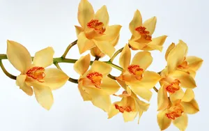 鲜花特写 第二辑_6