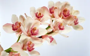 鲜花特写 第二辑_7