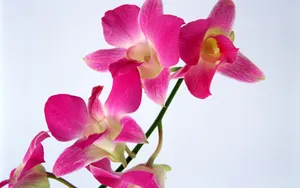 鲜花特写 第二辑_12