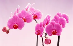 鲜花特写 第二辑_13