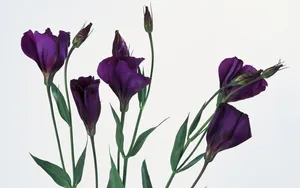 鲜花特写 第二辑_14