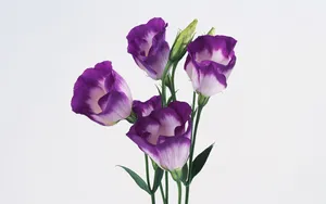 鲜花特写 第二辑_15