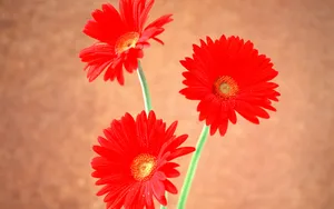 鲜花特写 第一辑_5