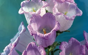 鲜花特写 第一辑_7