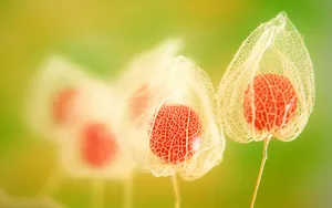鲜花特写 第一辑_8
