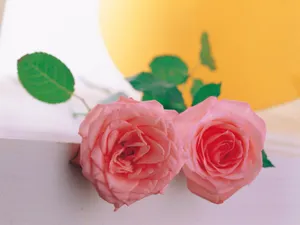 室内花 第19辑_3