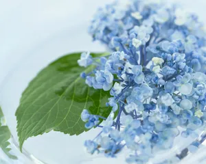 室内花 第16辑_2