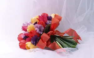 室内花 第十辑_4