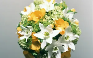 室内花 第十辑_8
