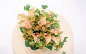 室内花 第十辑_9