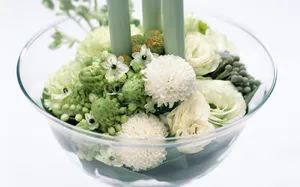 室内花 第十辑_10