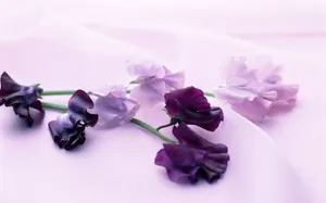 室内花 第十辑_17