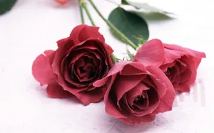 室内花 第九辑_2