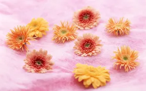 室内花 第九辑_3