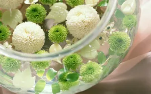 室内花 第九辑_11