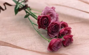 室内花 第九辑_13