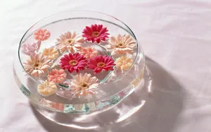 室内花 第九辑_16