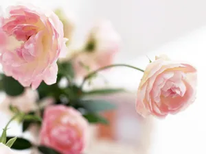 室内花 第八辑