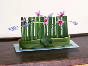 室内花 第八辑_2