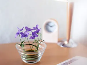 室内花 第八辑_3