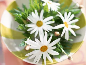 室内花 第八辑_4