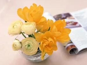 室内花 第八辑_5