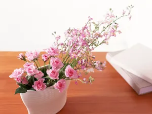 室内花 第八辑_6