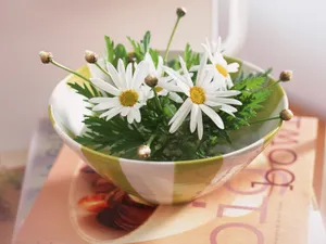 室内花 第八辑_9