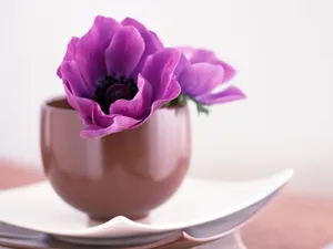 室内花 第八辑_10