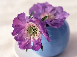 室内花 第八辑_11