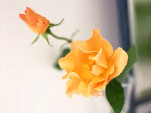 室内花 第八辑_14