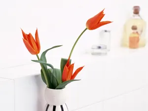 室内花 第八辑_16