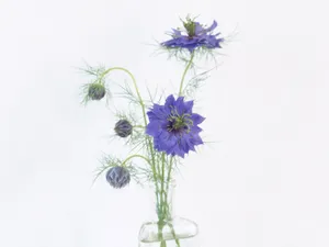 室内花 第八辑_17
