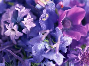 室内花 第八辑_18