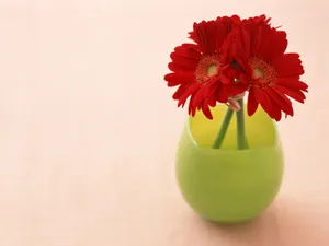 室内花 第七辑_3