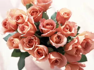 室内花 第七辑_9