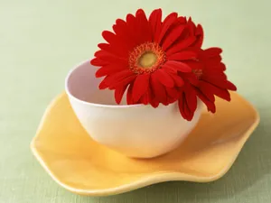 室内花 第七辑_10