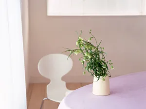 室内花 第七辑_11