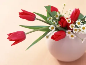 室内花 第七辑_13