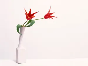 室内花 第七辑_14