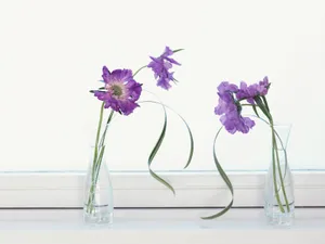 室内花 第七辑_15