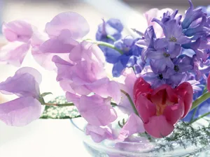 室内花 第七辑_19