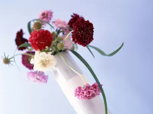 室内花 第六辑_2