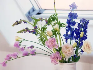 室内花 第六辑_6