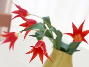 室内花 第六辑_7
